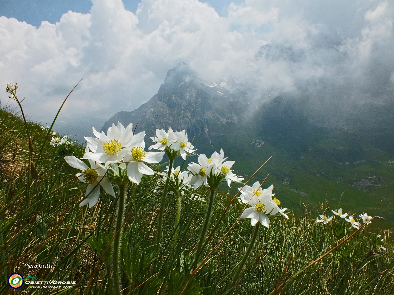 44 Anemone narcissino (Anemone narcissiflora).JPG